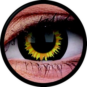 Luminor (Jahreslinse) (2 Stk.)